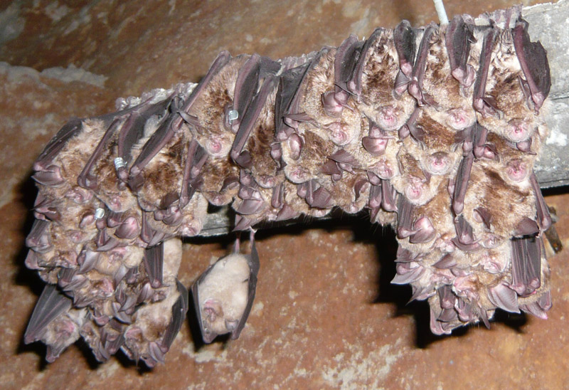 41 Greater Horseshoe Bats