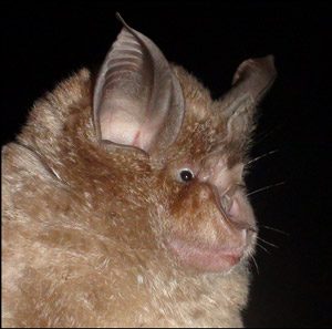 Greater Horseshoe Bat