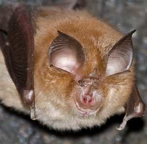 Lesser Horseshoe Bat